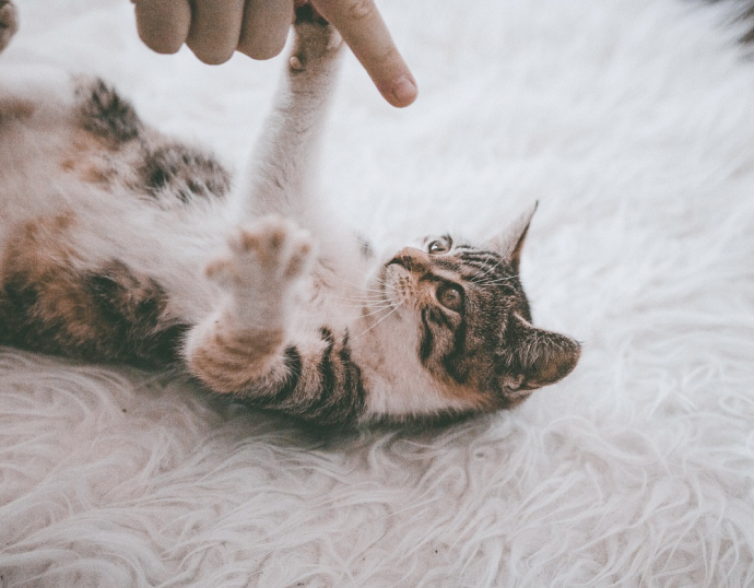 猫の写真